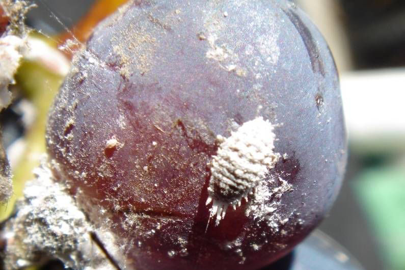 Mealybug